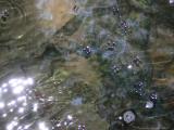 viele wasserlaeufer.jpg